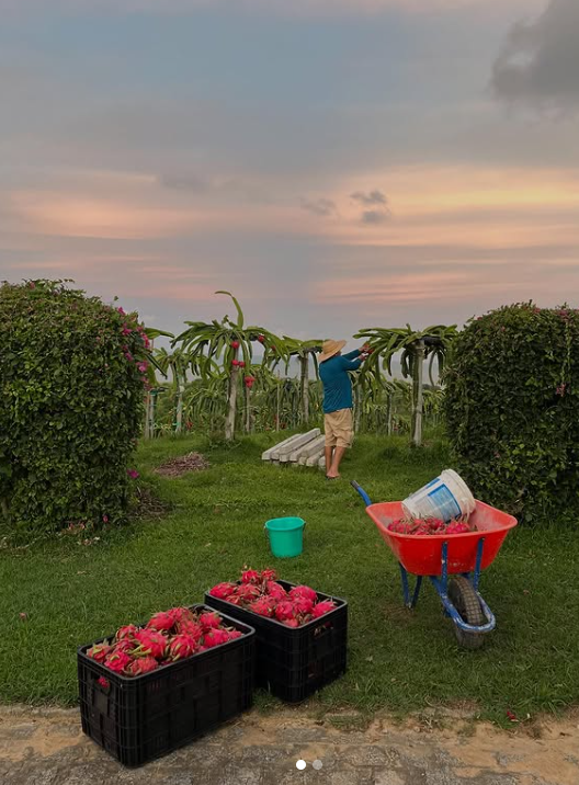 Muda Pitaya - Boreal Red (Auto Fértil)